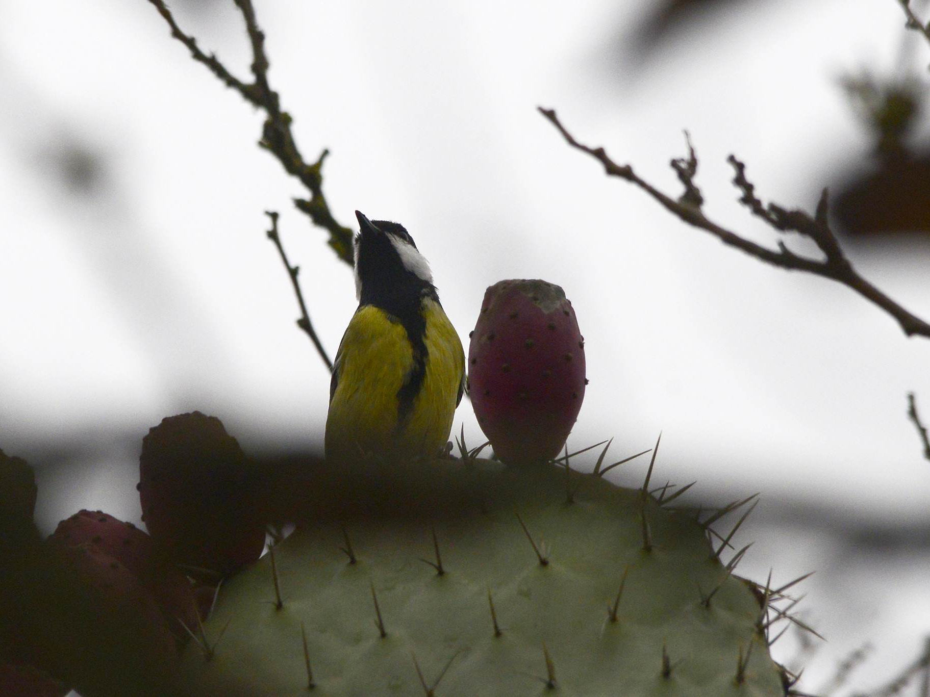 Great Tit